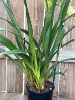 Cymbidium (Valley Den Hoogenbrand × Zenation) Ship Bare Roots (8" pot) - Image 8