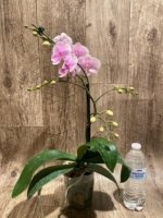 Multi Spikes Phalaenopsis Younghome Pinying Big Lip (4.5" pot) - Image 6