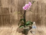 Multi Spikes Phalaenopsis Younghome Pinying Big Lip (4.5" pot) - Image 9