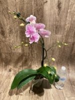 Multi Spikes Phalaenopsis Younghome Pinying Big Lip (4.5" pot) - Image 11