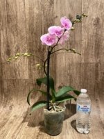 Multi Spikes Phalaenopsis Younghome Pinying Big Lip (4.5" pot) - Image 12