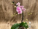 Multi Spikes Phalaenopsis Younghome Pinying Big Lip (4.5" pot) - Image 10