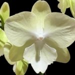 In Spike Phalaenopsis Allura 'Excalibur' (4.5" pot)