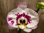 In Spike Rare Phalaenopsis Shulong (4.5" Pot) - Image 5