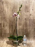 In Spike Rare Phalaenopsis Shulong (4.5" Pot) - Image 10