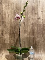 In Spike Rare Phalaenopsis Shulong (4.5" Pot) - Image 11