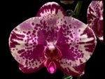 In Spike Phalaenopsis Shulong TWM-F89074 (4.5" pot)