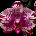 In Spike Phalaenopsis Shulong TWM-F89074 (4.5" pot)