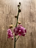 In Spike Phalaenopsis Shulong TWM-F89074 (4.5" pot) - Image 4