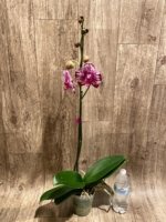 In Spike Phalaenopsis Shulong TWM-F89074 (4.5" pot) - Image 8