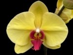 Double Spikes Phalaenopsis Da Shang 'Yellow Sun' (4" Pot)