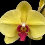 Double Spikes Phalaenopsis Da Shang 'Yellow Sun' (4" Pot)