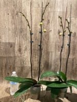 Double Spikes Phalaenopsis Da Shang 'Yellow Sun' (4" Pot) - Image 6