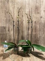 Double Spikes Phalaenopsis Da Shang 'Yellow Sun' (4" Pot) - Image 4