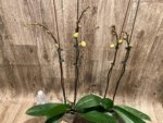 Double Spikes Phalaenopsis Da Shang 'Yellow Sun' (4" Pot) - Image 5