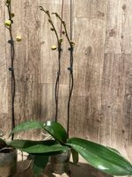 Double Spikes Phalaenopsis Da Shang 'Yellow Sun' (4" Pot) - Image 7