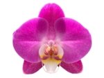 Double Tall Spikes 35” - 38” Phalaenopsis Purple Dust (4" Pot) - Image 2