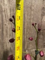 Double Tall Spikes 35” - 38” Phalaenopsis Purple Dust (4" Pot) - Image 7