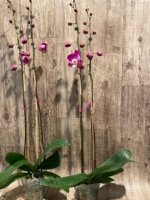 Double Tall Spikes 35” - 38” Phalaenopsis Purple Dust (4" Pot) - Image 8