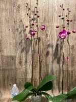 Double Tall Spikes 35” - 38” Phalaenopsis Purple Dust (4" Pot) - Image 12