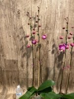 Double Tall Spikes 35” - 38” Phalaenopsis Purple Dust (4" Pot) - Image 11