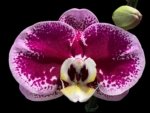 In Spikes Phalaenopsis Novelty NOID (4.5" pot)