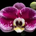 In Spikes Phalaenopsis Novelty NOID (4.5" pot)