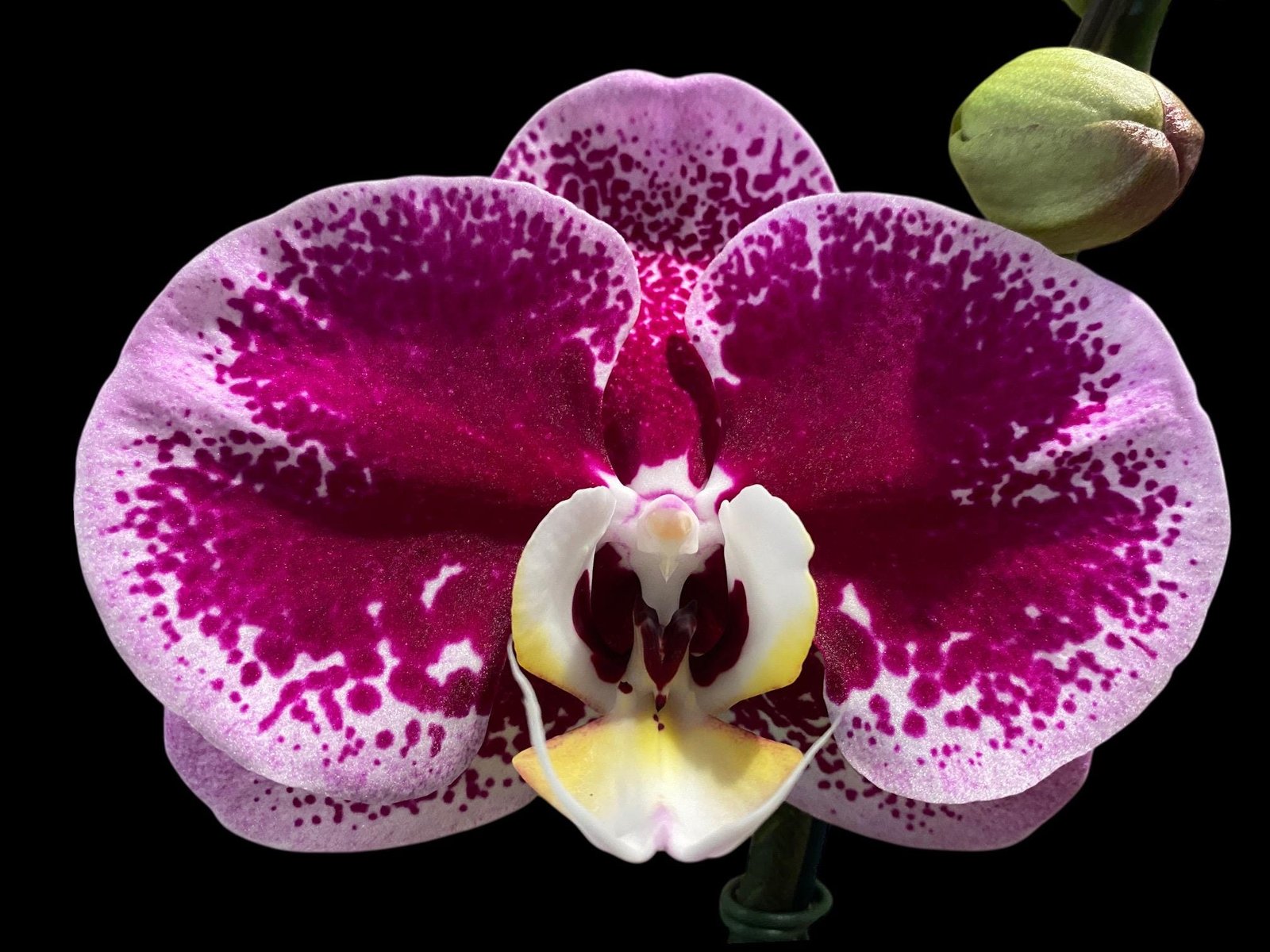 il_fullxfull.7900763287_k1lx.jpg In Spikes Phalaenopsis Novelty NOID (4.5" pot) - Image 1