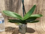 In Spikes Phalaenopsis Novelty NOID (4.5" pot) - Image 8