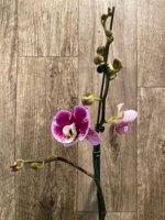 In Spikes Phalaenopsis Novelty NOID (4.5" pot) - Image 5