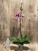 In Spikes Phalaenopsis Novelty NOID (4.5" pot) - Image 6