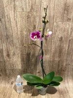 In Spikes Phalaenopsis Novelty NOID (4.5" pot) - Image 7