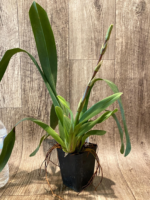 In Spike - Ons. Catatante ‘Los Robles’ (3.5” pot) - Image 3