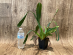 In Spike - Ons. Catatante ‘Los Robles’ (3.5” pot) - Image 5
