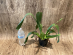 In Spike - Ons. Catatante ‘Los Robles’ (3.5” pot) - Image 4