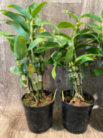 In Buds Dendrobium Lucky Angel ‘Smash' (4.5” pot) - Image 3