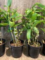 In Buds Dendrobium Lucky Angel ‘Smash' (4.5” pot) - Image 4