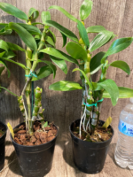 In Buds Dendrobium Lucky Angel ‘Smash' (4.5” pot) - Image 5