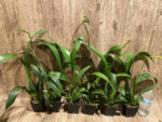 In Spike - Banfieldara Gilded Tower 'Mystic Maze' (3.5" pot) - Image 5