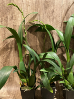 In Spike - Banfieldara Gilded Tower 'Mystic Maze' (3.5" pot) - Image 6