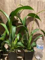 In Spike - Banfieldara Gilded Tower 'Mystic Maze' (3.5" pot) - Image 8