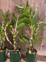 In Buds Fragrant - Dendrobium Oriental Smile ‘Butterfly’ (3.5” pot) - Image 5