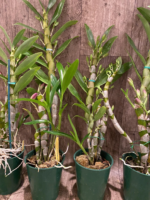 In Buds Fragrant - Dendrobium Oriental Smile ‘Butterfly’ (3.5” pot) - Image 6