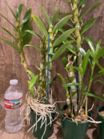 In Buds Fragrant - Dendrobium Oriental Smile ‘Butterfly’ (3.5” pot) - Image 7