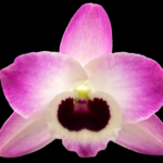 Dendrobium Peaceful Thinking