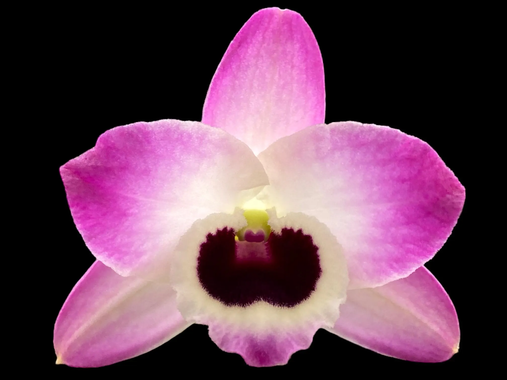Dendrobium Peaceful Thinking Dendrobium Peaceful Thinking