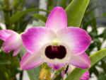 Dendrobium Peaceful Thinking
