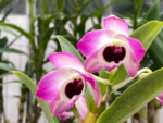 Dendrobium Peaceful Thinking