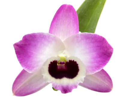 Dendrobium Peaceful Thinking
