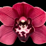 Cymbidium Cumberland Blues 'Purple Haze'
